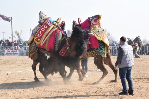 aa-20240204-33613257-33613256-yenipazarda-deve-guresi-festivali-yapildi.jpg