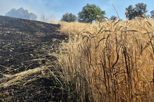 aa-20240724-35220928-35220927-manisadaki-yanginda-yaklasik-5-donum-bugday-tarlasi-hasar-gordu.jpg