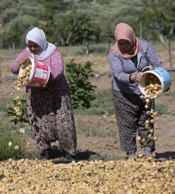 aa-20240809-35358353-35358349-asiri-sicaklar-kuru-incirde-hasadi-one-cekti-002.jpg