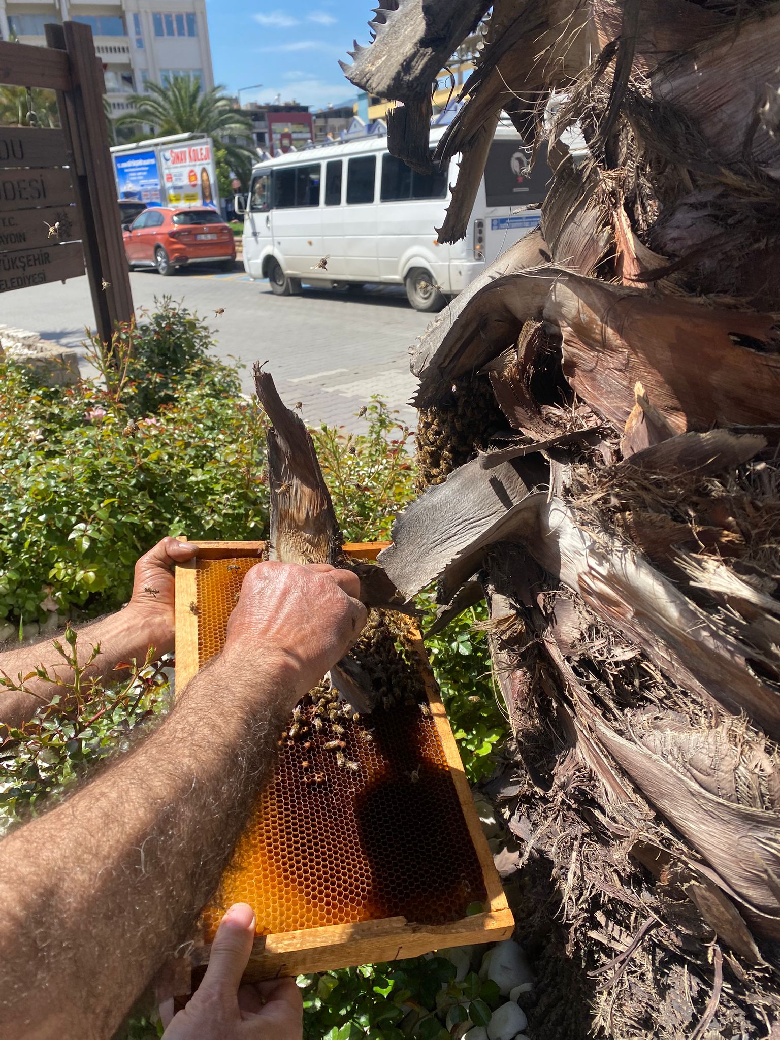 nazilli-meydaninda-arilar-panik-yaratti-hurma-agacindan-bir-kovan-ari-cikarildi-3.jpeg