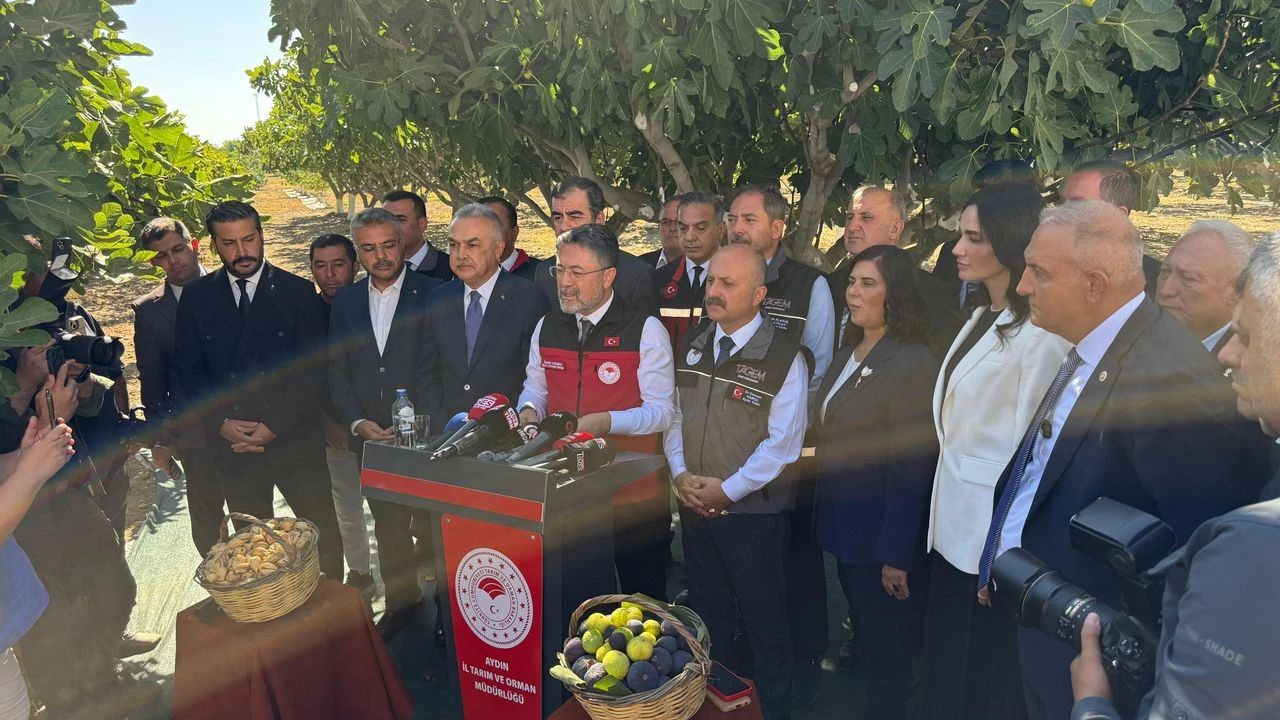 bakan-yumakli-aydinda-incir-hasadina-katildi-incirin-onemine-dikkat-cekti-1.webp