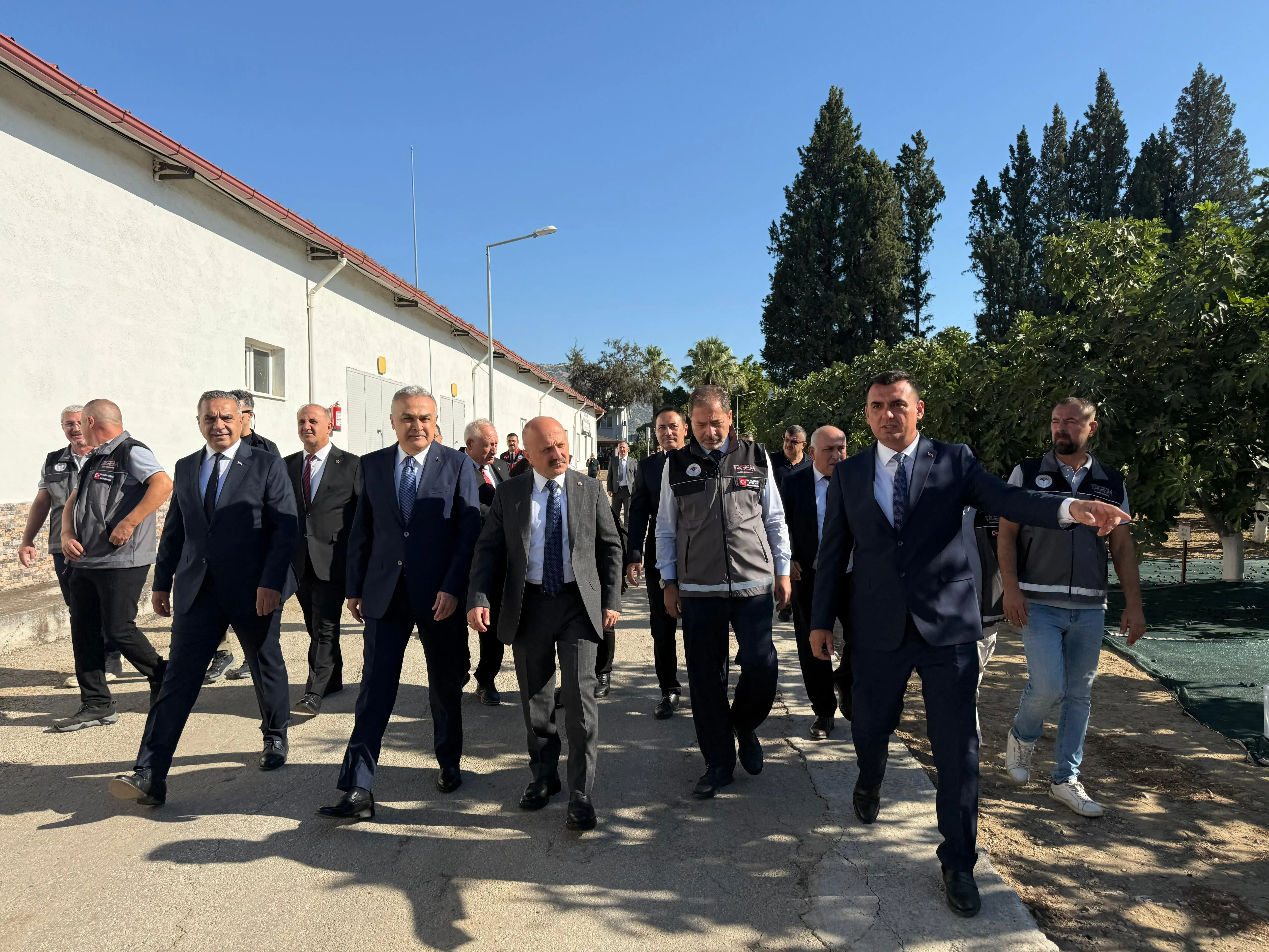 bakan-yumakli-aydinda-incir-hasadina-katildi-incirin-onemine-dikkat-cekti-2.webp