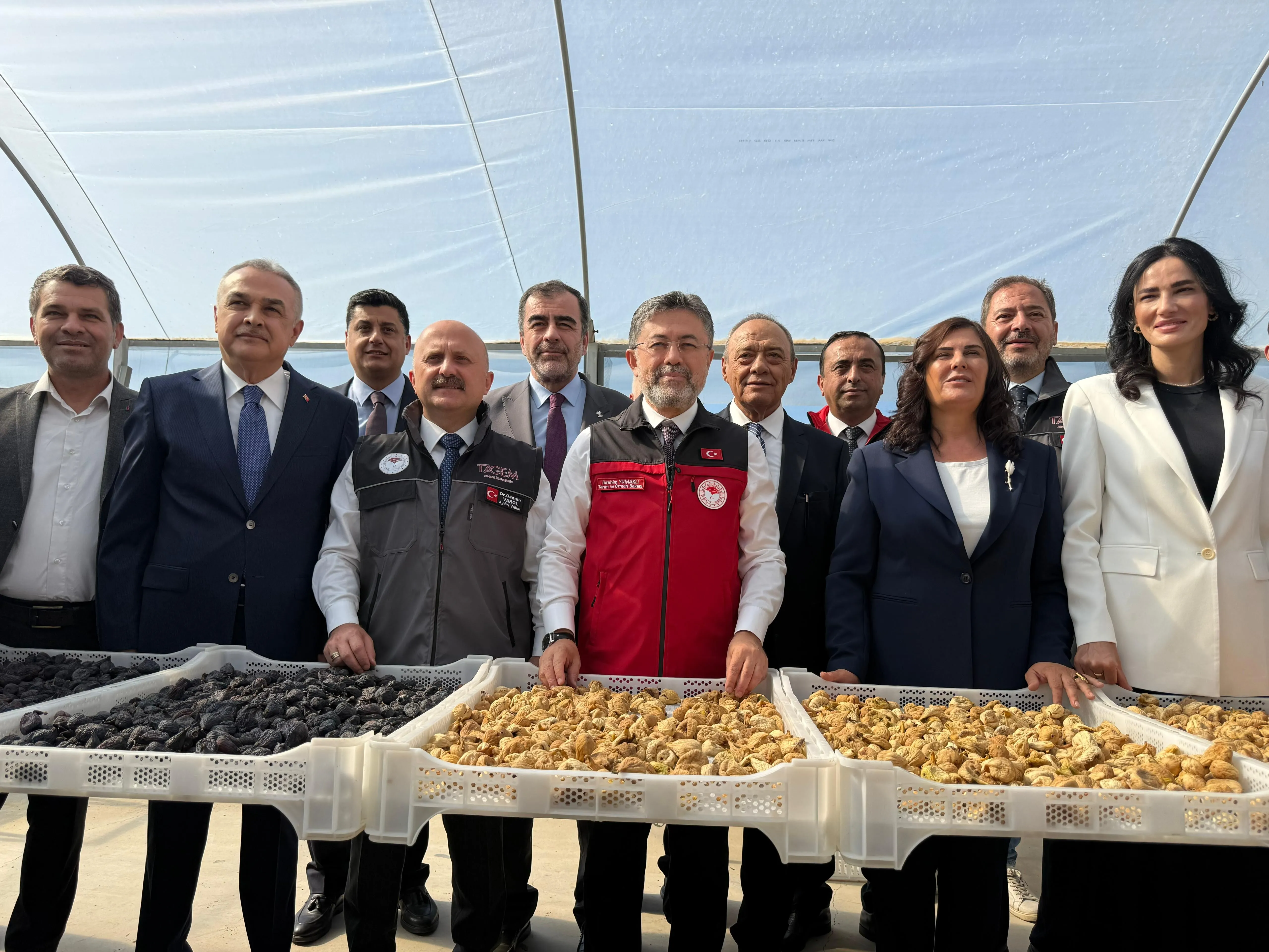 bakan-yumakli-aydinda-incir-hasadina-katildi-incirin-onemine-dikkat-cekti-4.webp